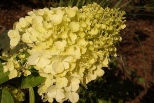 Hortensja bukietowa Polar Bear Hydrangea c2 zdjęcie 6